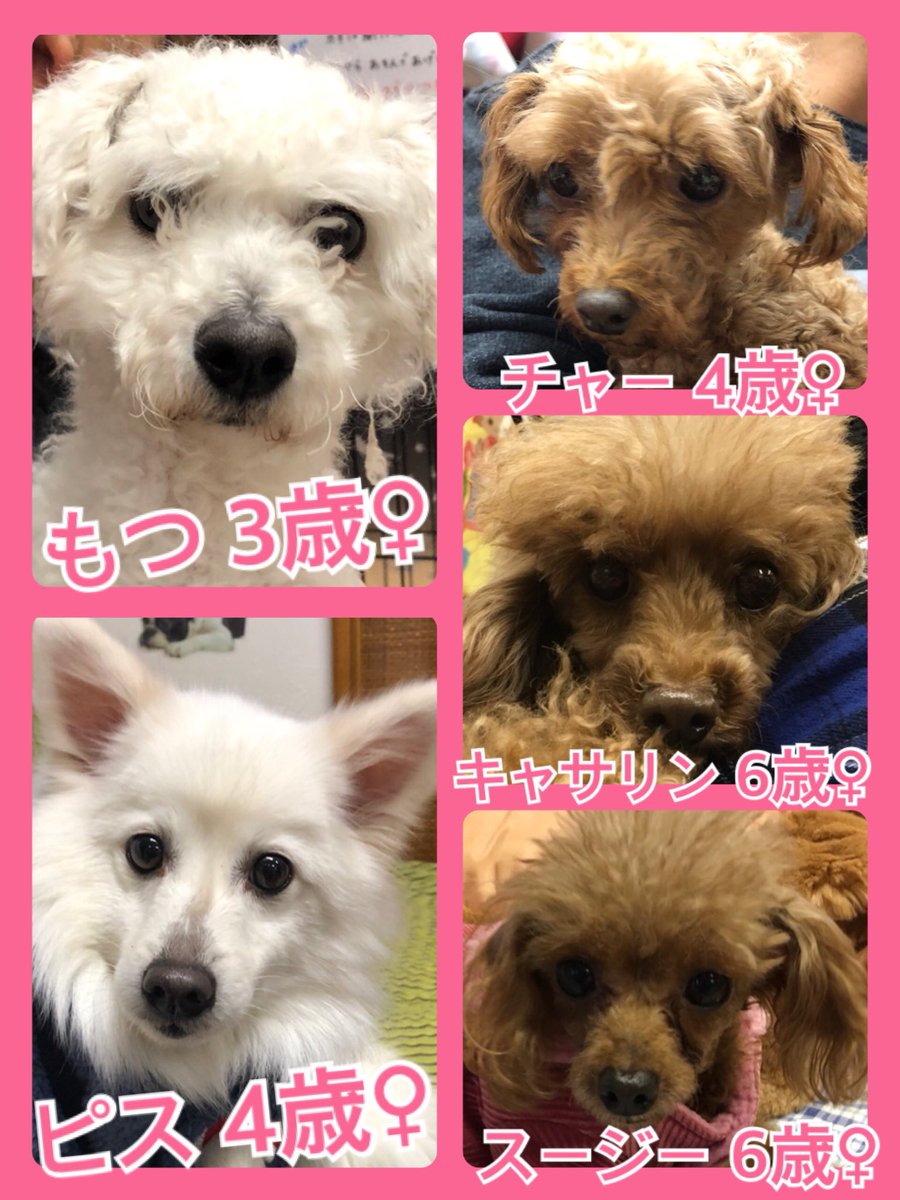 🐾今日の里親様募集中ワンコ🐶メンバーです🐾2020,1,8